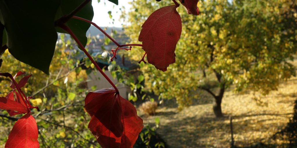 Ovocné sady a vinohrady u Ždánic