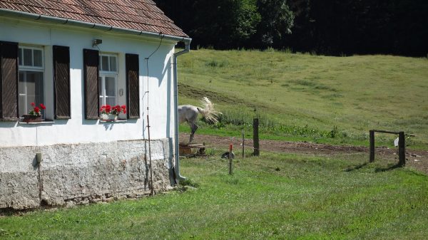 Jalový dvůr